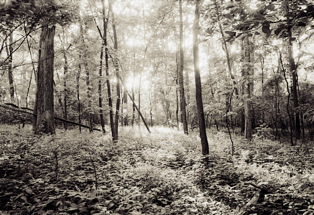 Fresh leaves covering the trees of a forest, rendered in monochrome. A centered column of light washes over impenetrable plants of the forest floor.