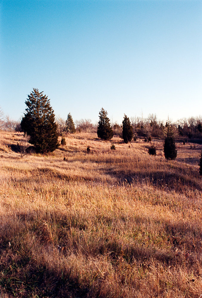 A hill in a cloudless autumn afternoon, filled with prairie grass and juvenile evergreen trees.