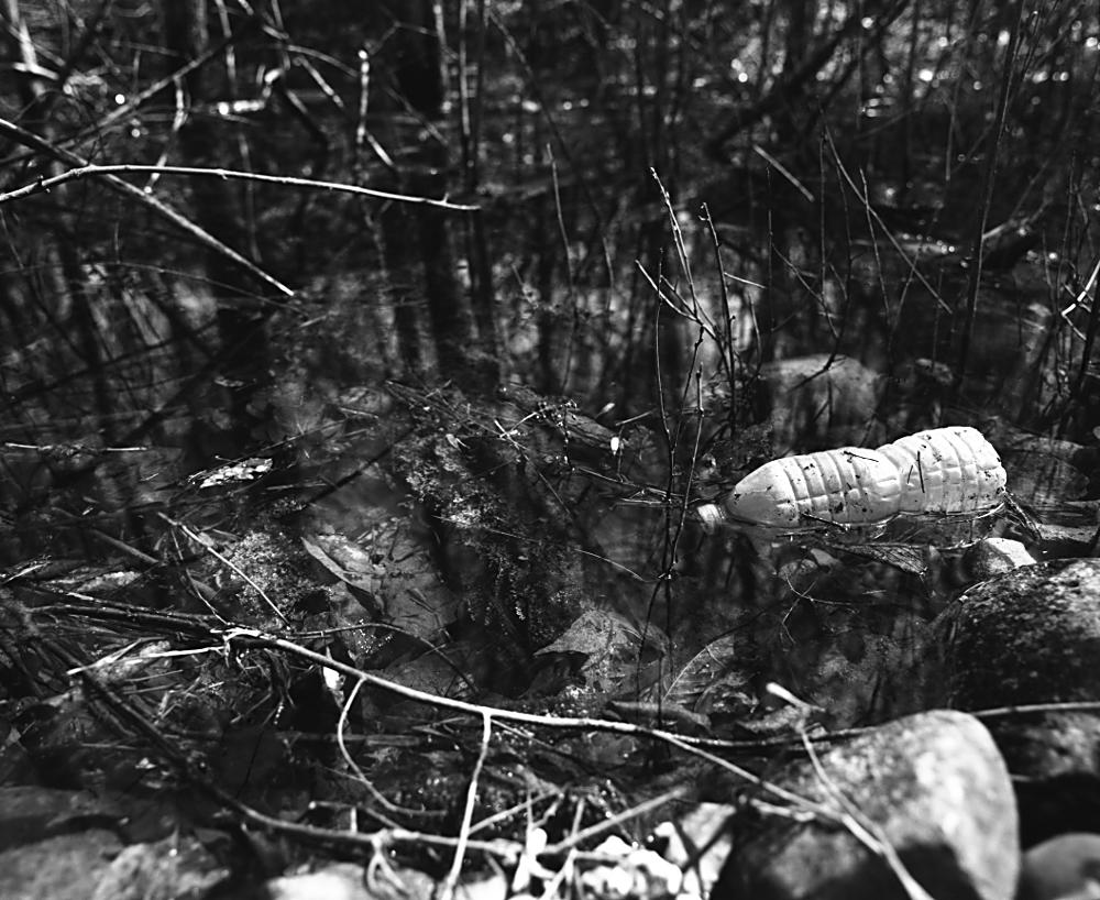 A monochrome rendering of an aged water bottle floating in a puddle filled with grass, saplings, and stones.