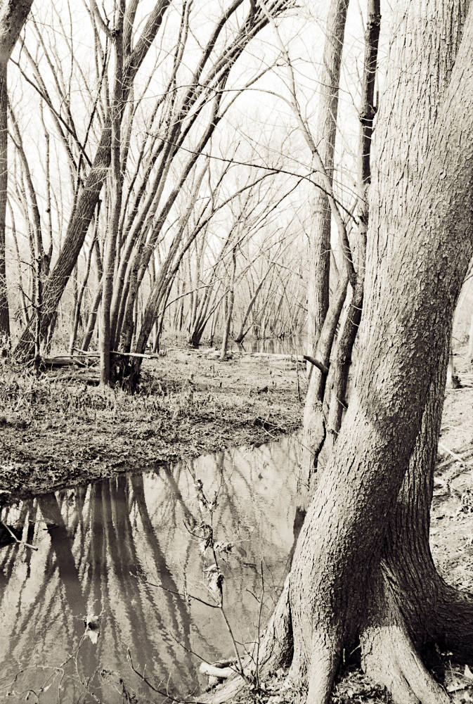 Numerous trees and their nearly unbroken reflections along the banks of a peaceful riverbank, rendered in monochrome. 