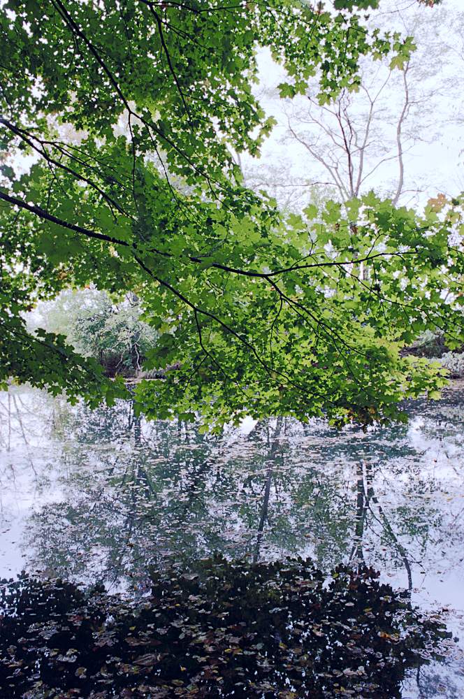 Leafy boughs reflected in a still pond with a bare tree standing behind.