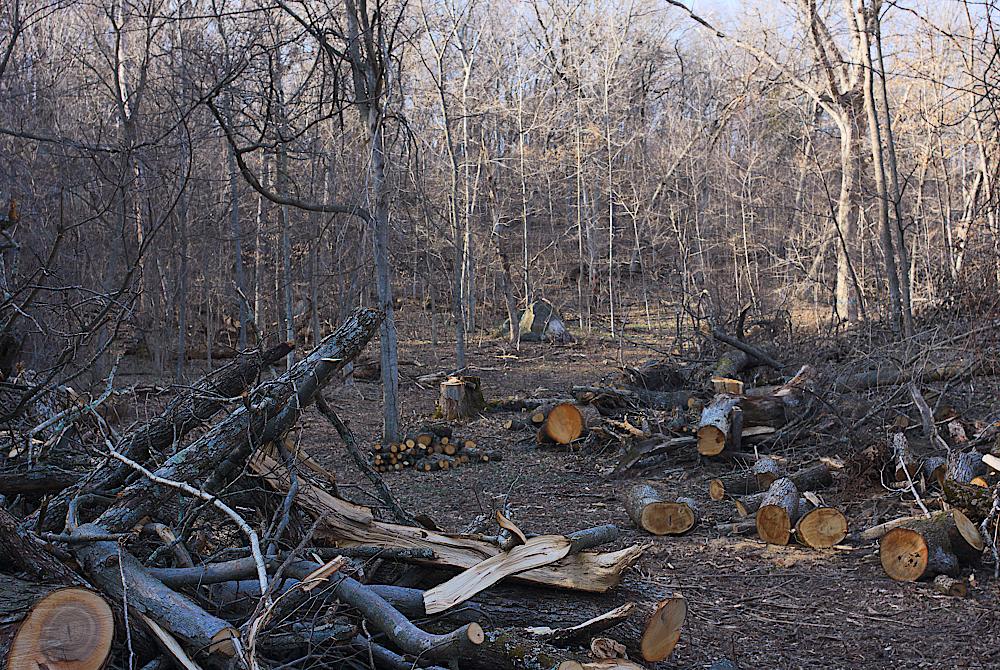 A forest at sunset shortly after a tornado. Many trees lie fallen or cut to pieces.