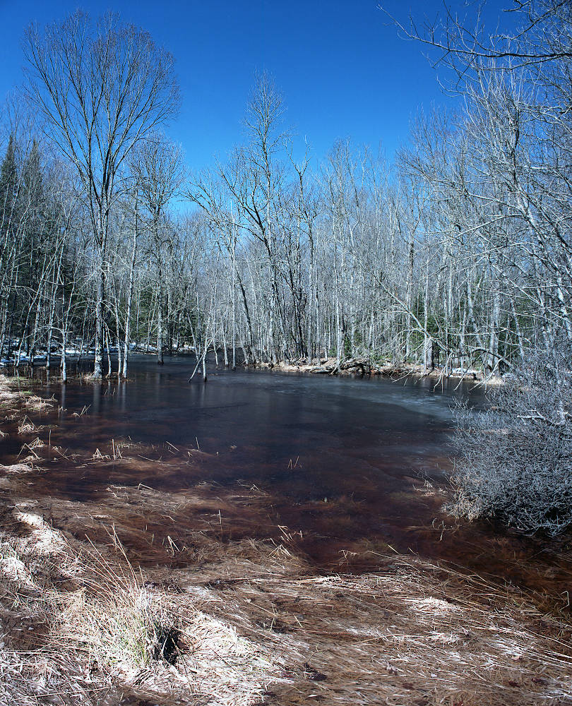 A vivid pond melting below a rich blue sky.