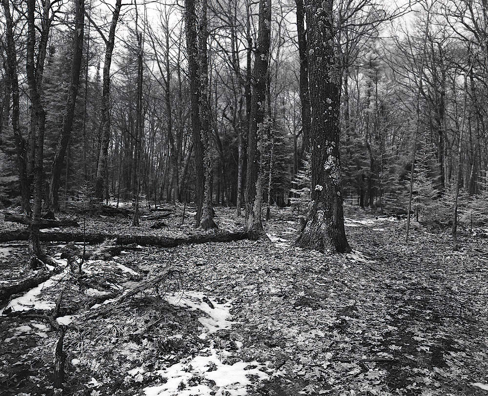 A monochrome shot of a winter forest with an undisturbed, leaf-strewn floor.