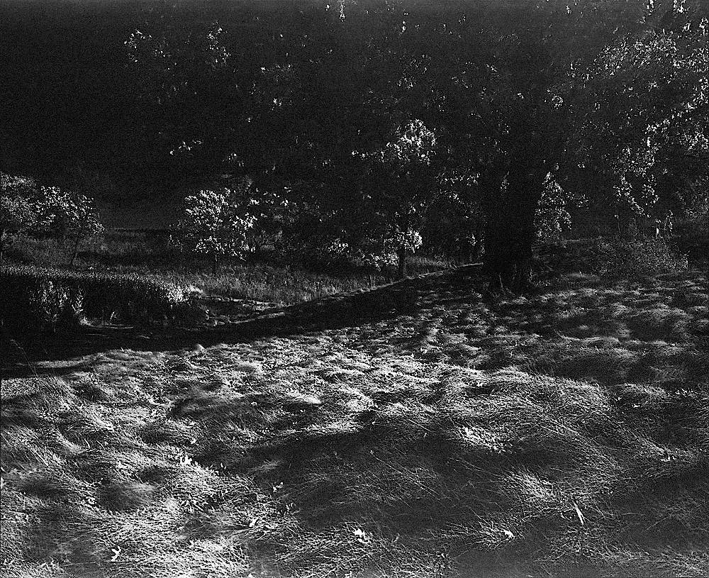 A bold infrared of cascading white grass, a black sky, and a stark oak.