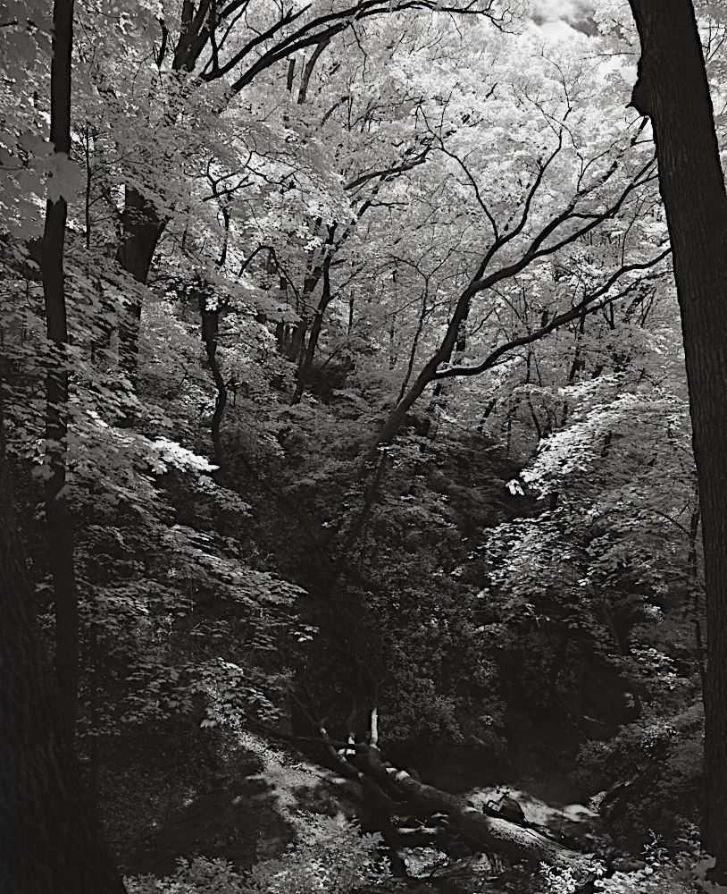 A wealth of brilliant white in the monochrome leaves over a dark ravine.