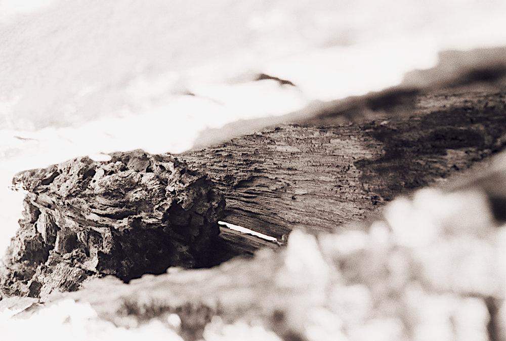 A high-key monochrome of a decayed tree.