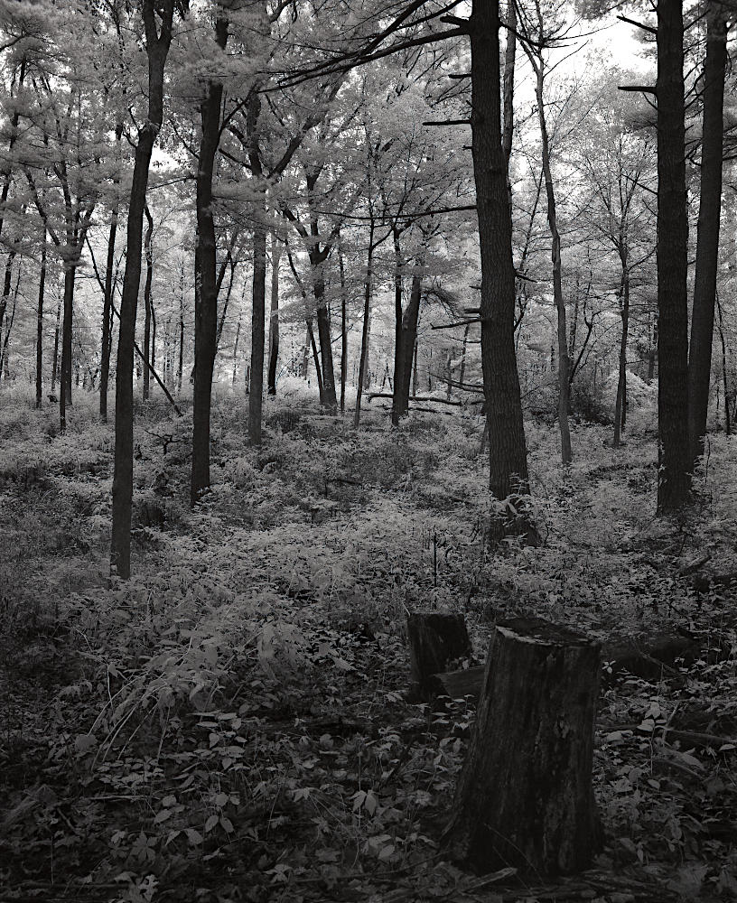 A serene forest floor bordered by light, shot in monochrome.