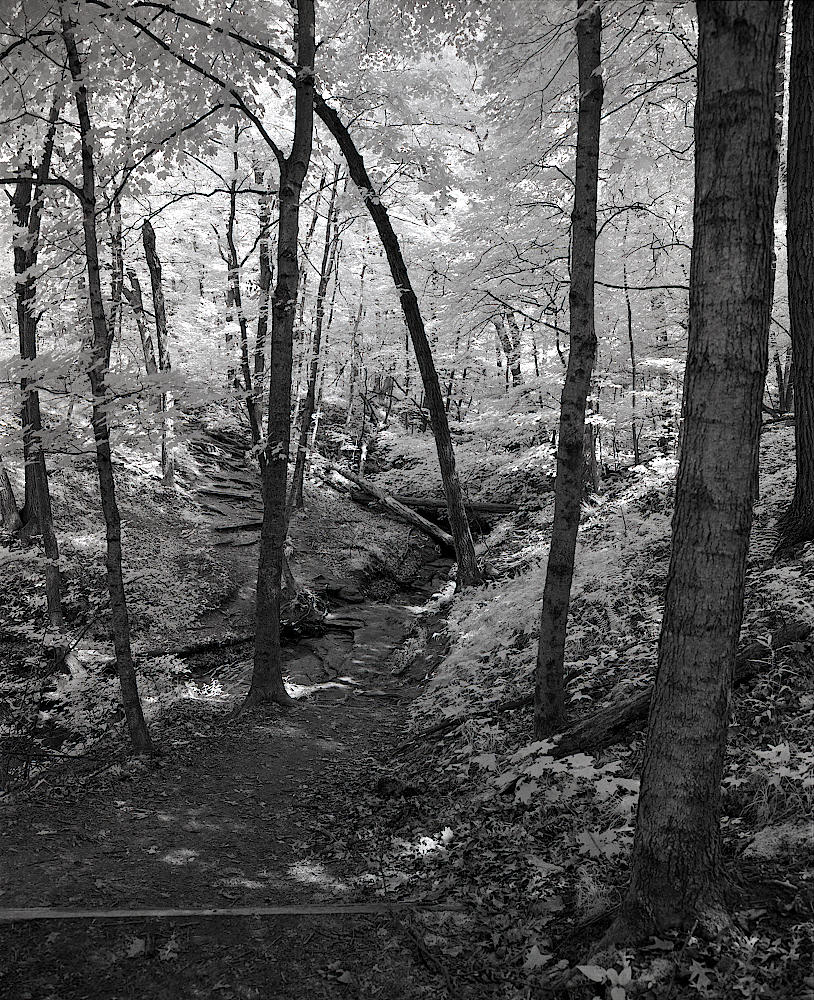 Diverging paths beneath a luminous forest canopy, shot in monochrome
