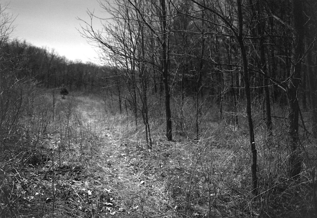 A seemingly foreboding path between monochrome forests.