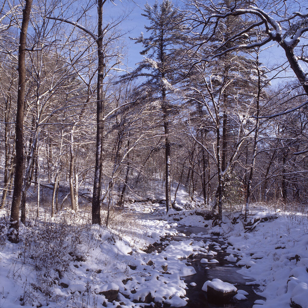 A quiet stream coursing through a wintery forest
