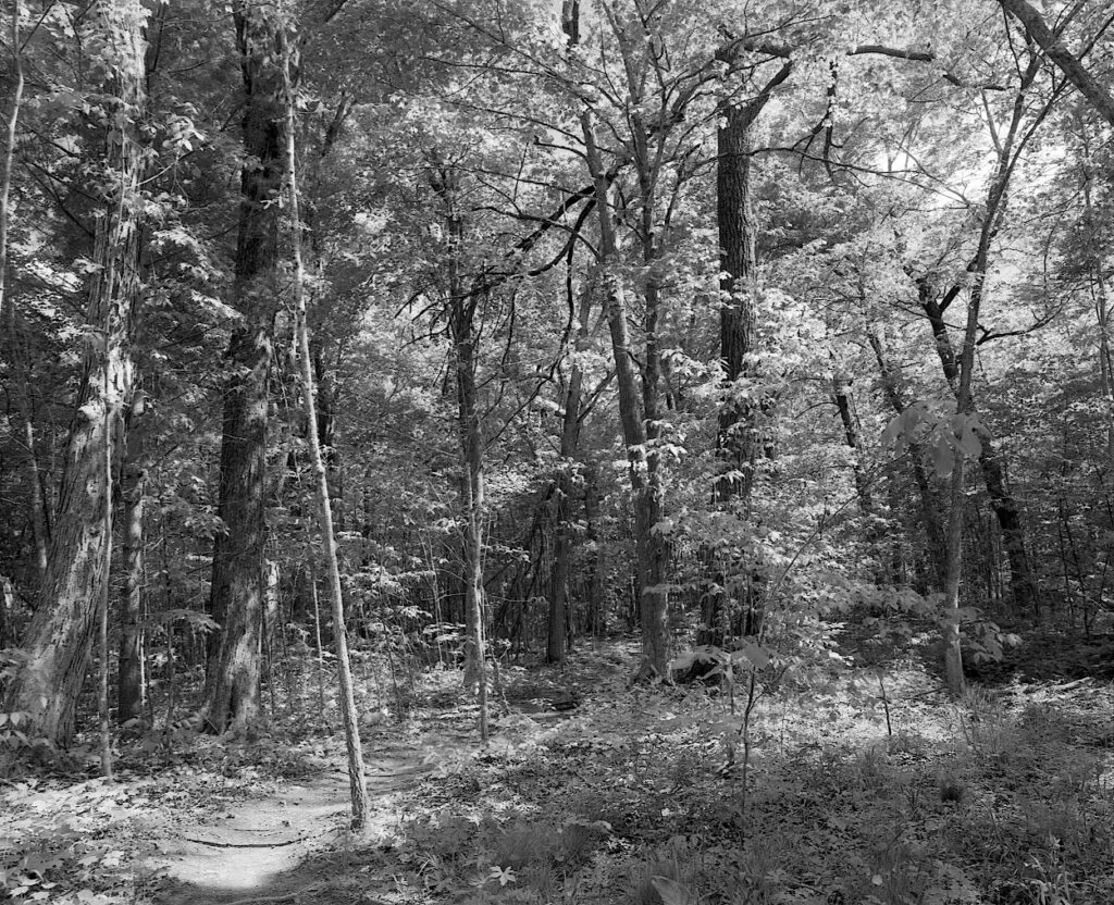 A quickly lost path in the dramatic light of a monochrome forest