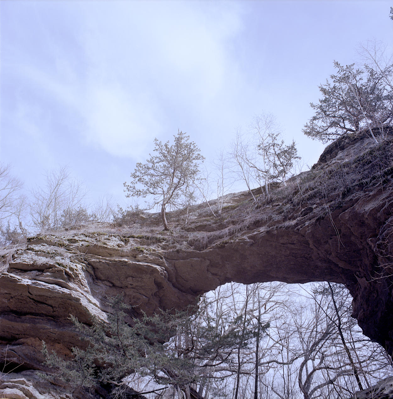 Several juvenile trees sprouting from a geological bridge.
