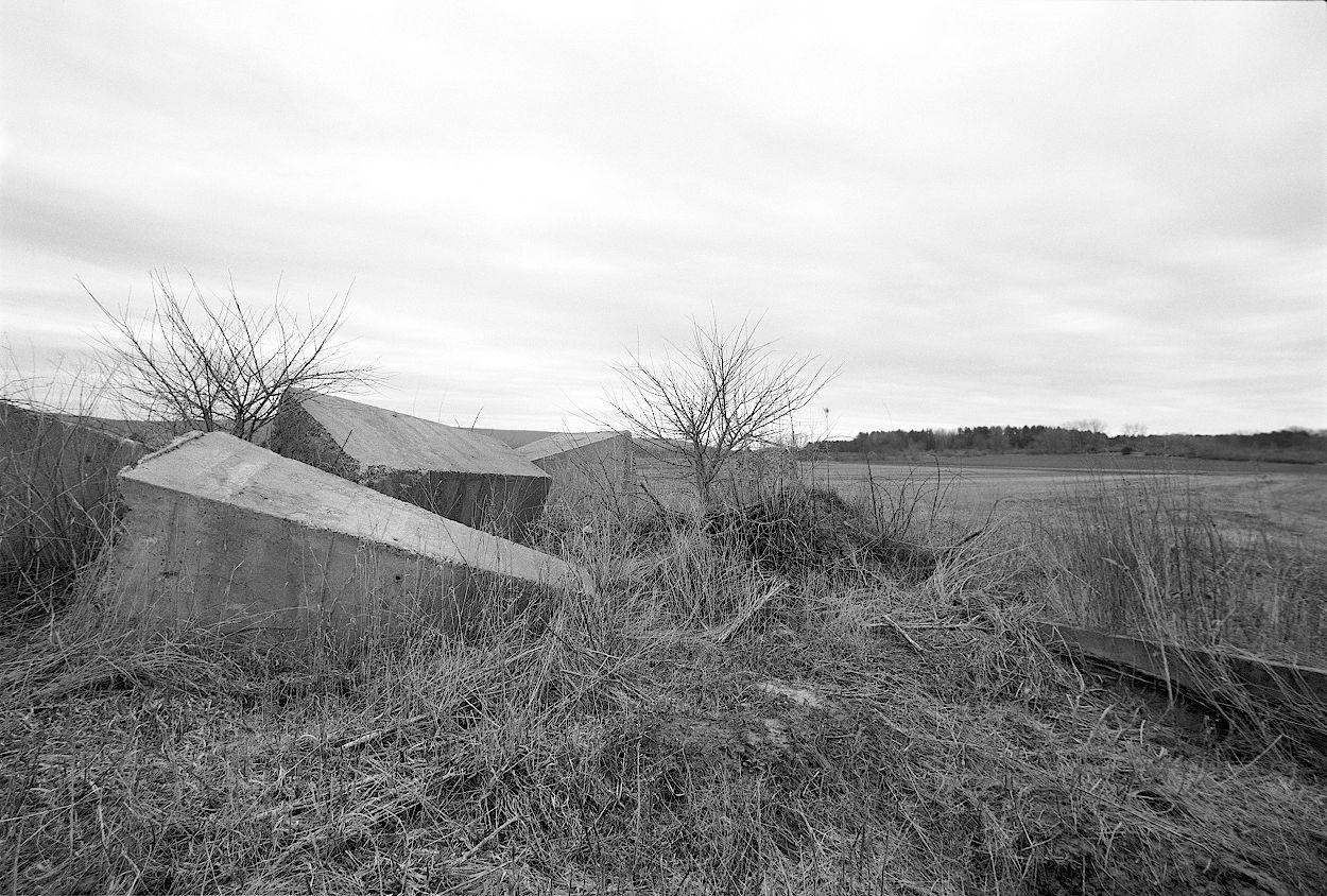 Saplings within a bulwark of destroyed concrete foundation