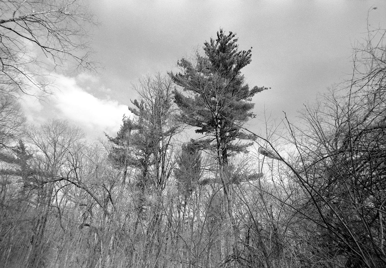 A beer bottle on a bare branch compared to a mighty pine