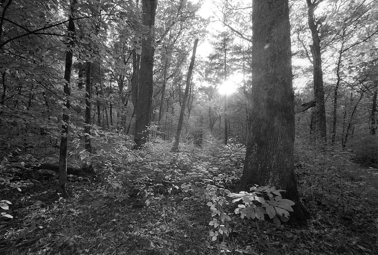 Gentle sunlight vanishing from an autumn woodland.