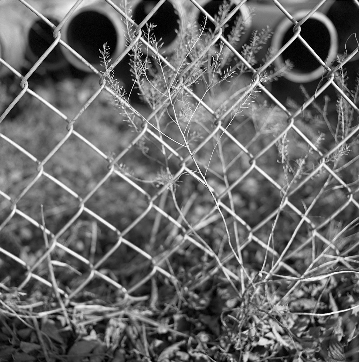 A dormant plant split between a chain link fence.