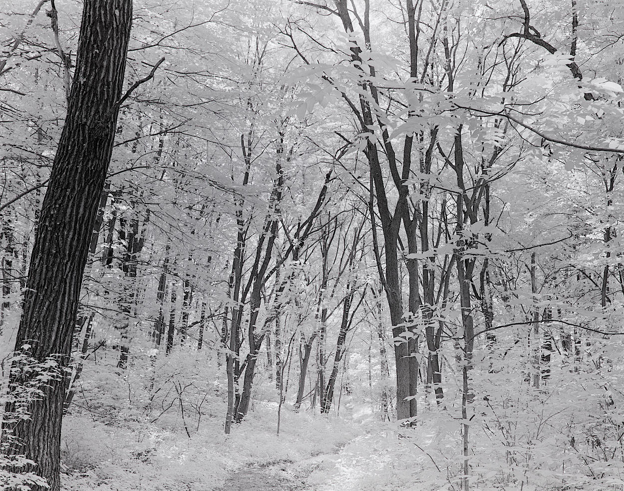 An infrared photo of a slender forest path and glowing underbrush.