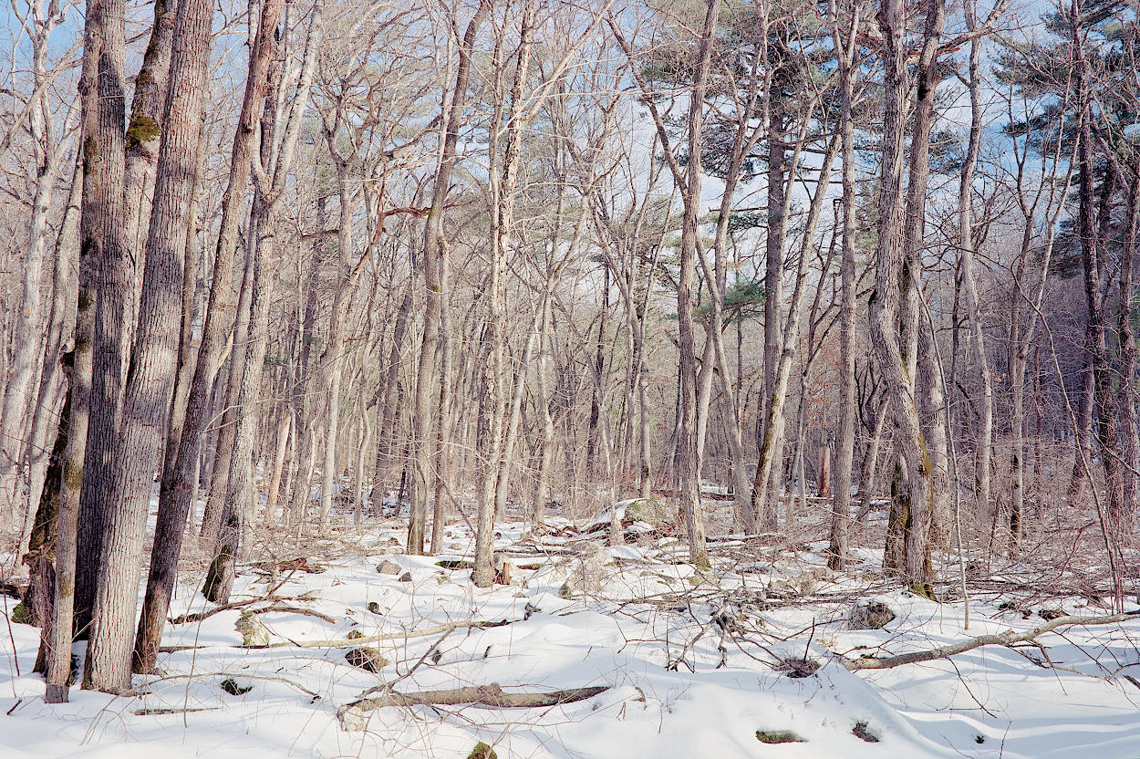 Sparse green in a photo of a winter forest.