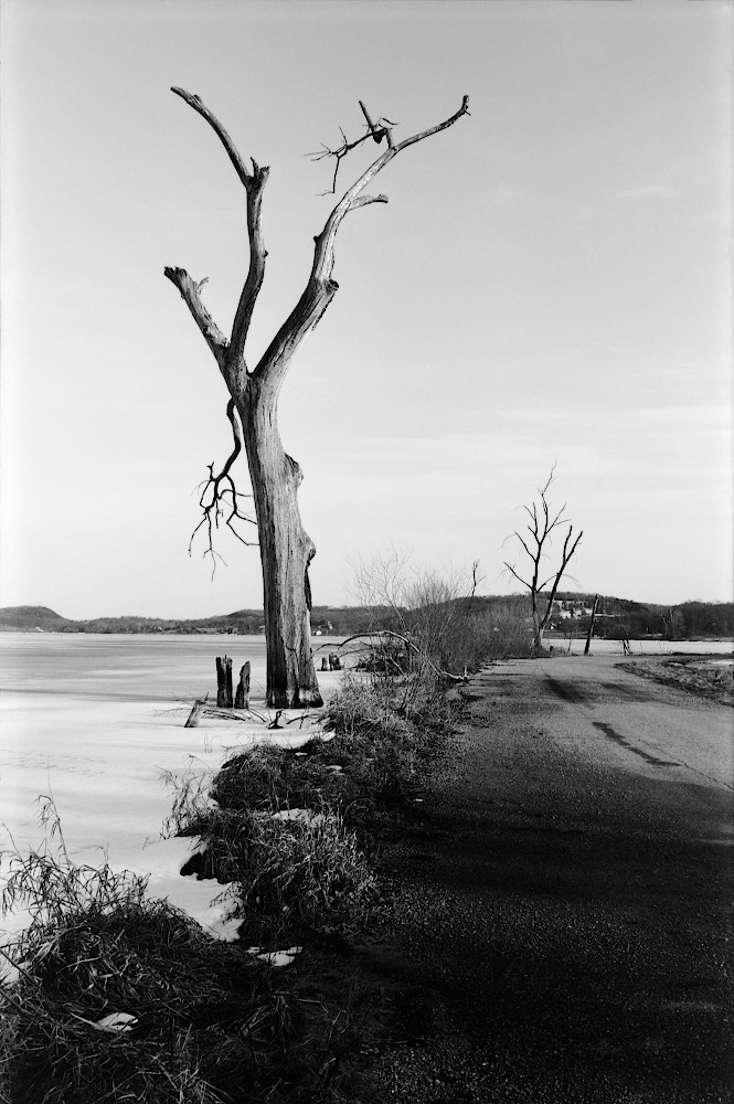 A dead tree encased in frozen floodwater, seen in monochrome.