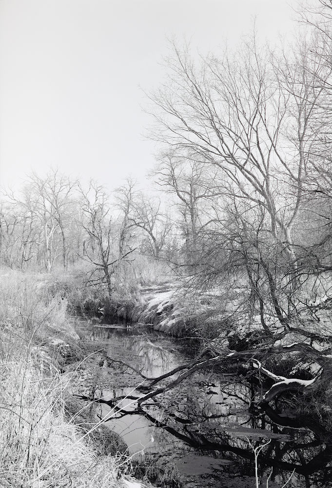 A monochrome photo of winter trees reflected in a still creek.