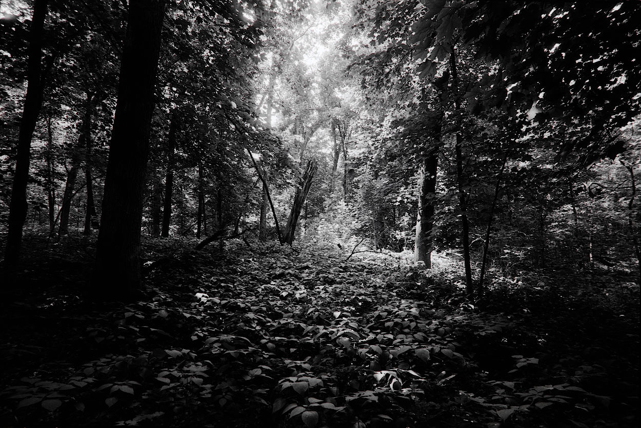 A monochrome photo of a radiant forest floor
